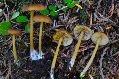 Entoloma formosum image