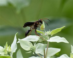 Isodontia exornata