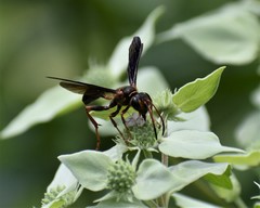 Isodontia exornata