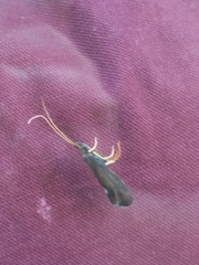 Trichoptera