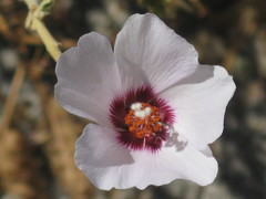 Hibiscus denudatus