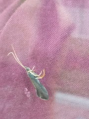 Trichoptera
