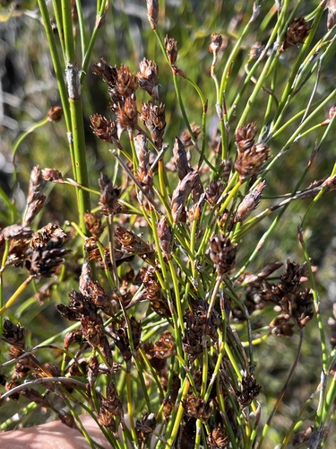 Luxuriant Pegreed (Restio luxurians)