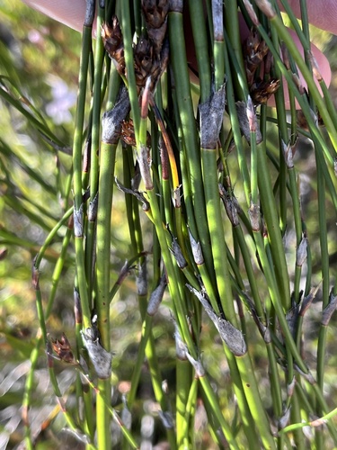 Image of Restio luxurians by (c) Dave U, some rights reserved (CC BY-SA)