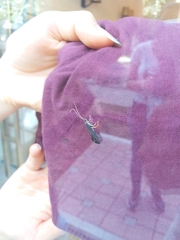 Trichoptera