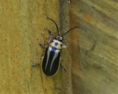 Trirhabda bacharidis