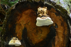 Fomitopsis officinalis image