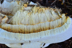 Fomitopsis officinalis image