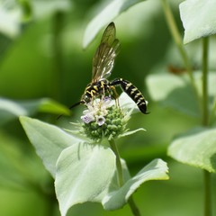 Myzinum carolinianum