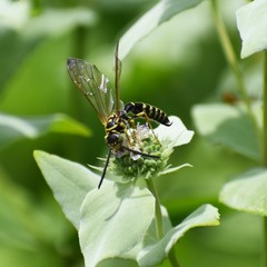 Myzinum carolinianum
