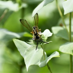 Myzinum carolinianum