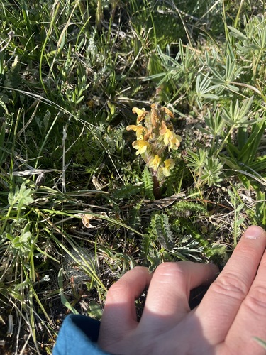 Image of Pedicularis oederi by (c) Alissa Iverson, some rights reserved (CC BY)