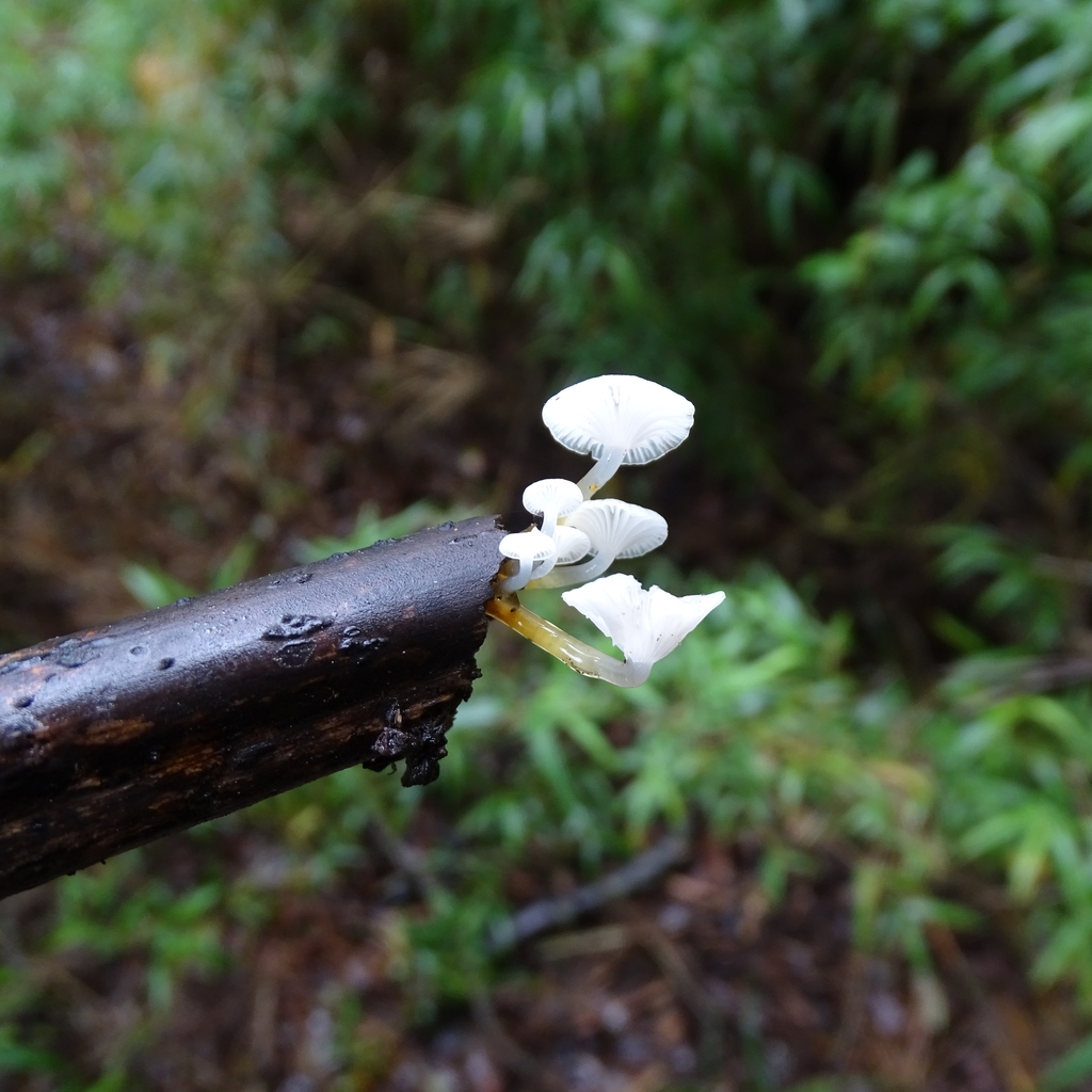 Mycena subulifera · June 2019 · photo: © cristianriquelme (iNaturalist, cc-by)