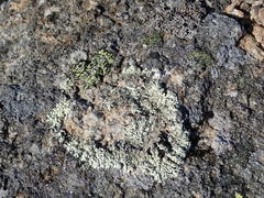 Arctoparmelia centrifuga