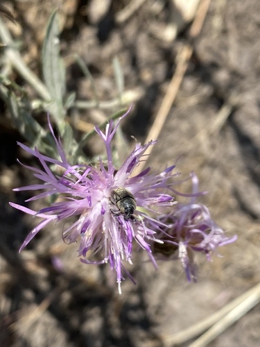 Lesser Knapweed Flower Weevil photo 4