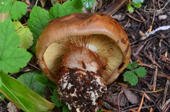 Calonarius elegantior