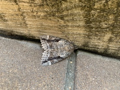 Catocala marmorata