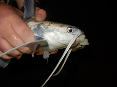 Bagre marinus