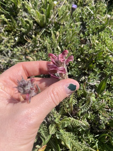 Image of Pedicularis cystopteridifolia by (c) Alissa Iverson, some rights reserved (CC BY)