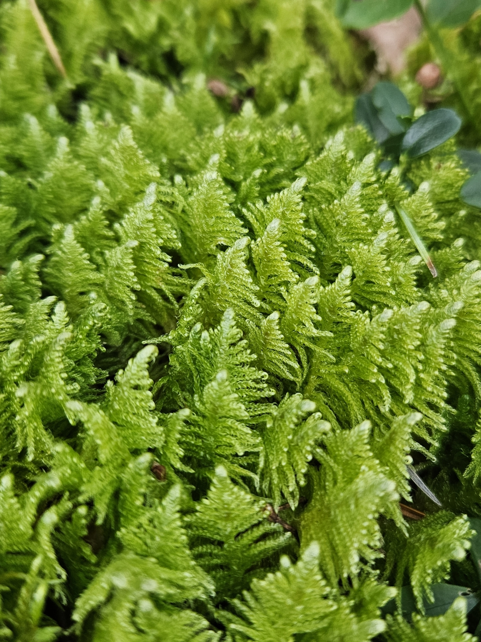 Ptilium crista-castrensis
