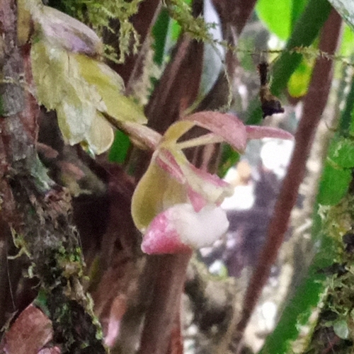 Epidendrum dalessandroi Hágsater & Dodson