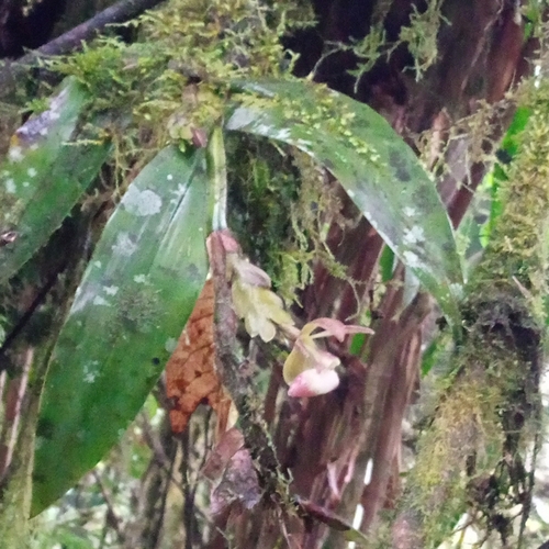 Epidendrum dalessandroi Hágsater & Dodson 2