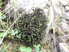 Schistidium rivulare