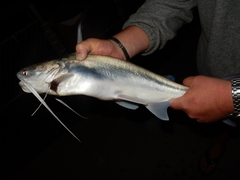 Bagre marinus