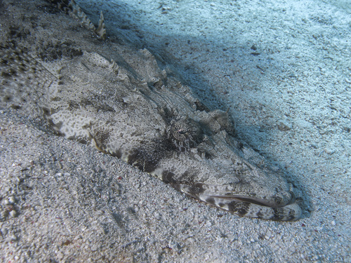 Indian Ocean Crocodilefish — seen at this dive site