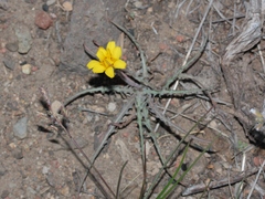 Agoseris parviflora