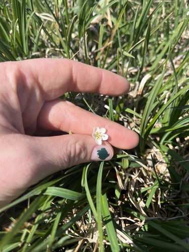 Image of Claytonia multiscapa by (c) Alissa Iverson, some rights reserved (CC BY)