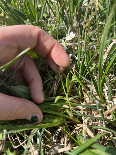 Image of Claytonia multiscapa by (c) Alissa Iverson, some rights reserved (CC BY)