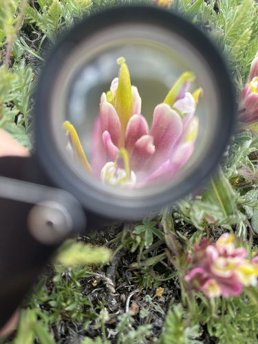 Image of Castilleja pulchella by (c) Alissa Iverson, some rights reserved (CC BY)