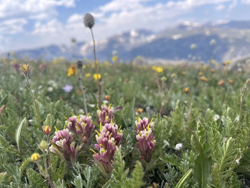 beautiful paintbrush (Castilleja pulchella)