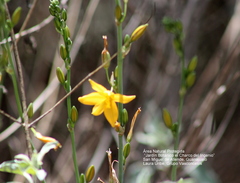 Echeandia mexicana