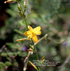 Echeandia mexicana