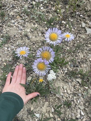 Image of Townsendia parryi by (c) Alissa Iverson, some rights reserved (CC BY)