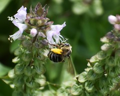 Melissodes communis communis