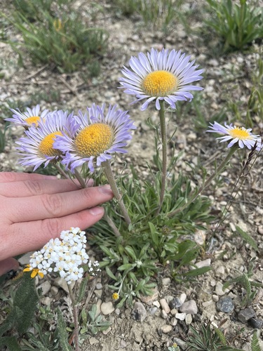 Image of Townsendia parryi by (c) Alissa Iverson, some rights reserved (CC BY)
