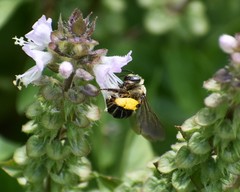 Melissodes communis communis