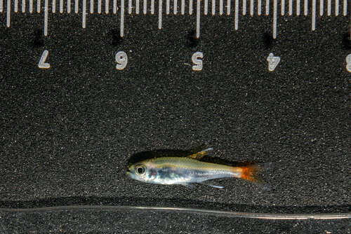 Loreto tetra (Hyphessobrycon loretoensis) — Characidae — 2