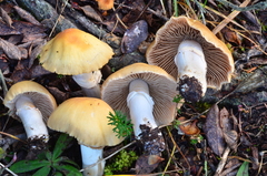 Cortinarius caperatus image