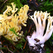 Ramaria cystidiophora - Photo (c) Christian Schwarz, some rights reserved (CC BY-NC), uploaded by Christian Schwarz
