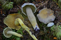 Gymnopilus punctifolius image