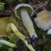 Gymnopilus punctifolius - Photo (c) Christian Schwarz, alguns direitos reservados (CC BY-NC), uploaded by Christian Schwarz