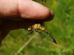 Leucorrhinia frigida