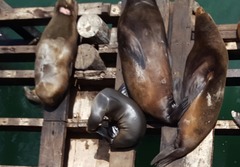 Zalophus californianus