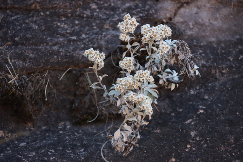 Image of Helichrysum sutherlandii by (c) Tony Rebelo, some rights reserved (CC BY-SA)