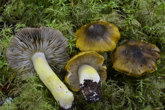 Tricholoma subsejunctum image