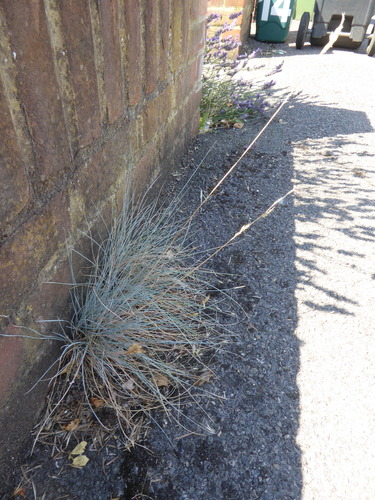 Festuca glauca, photograph 2